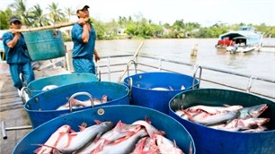 Xuất khẩu cá tra tại các tỉnh Đồng bằng sông Cửu Long tăng - ảnh 1